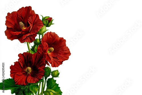 An illustration of red mallow flowers with delicate petals and green leaves on a clean white background, highlighting their rich color and intricate texture.