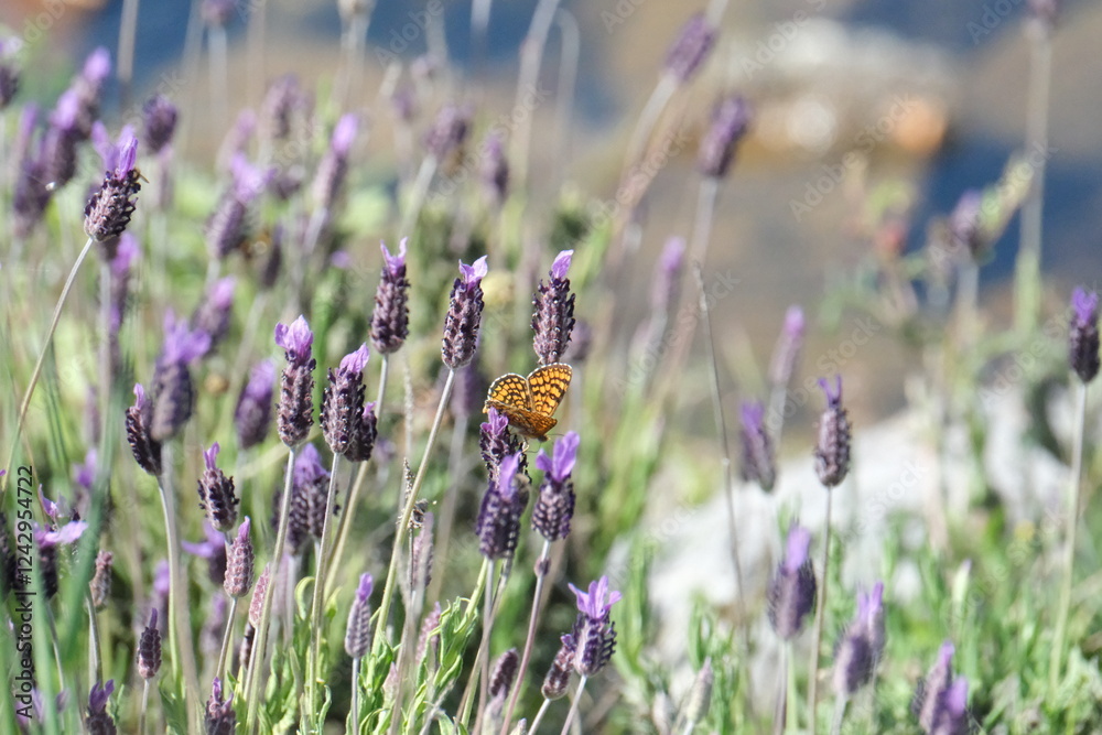Fototapeta premium Papillon orange sur les fleurs violetttes