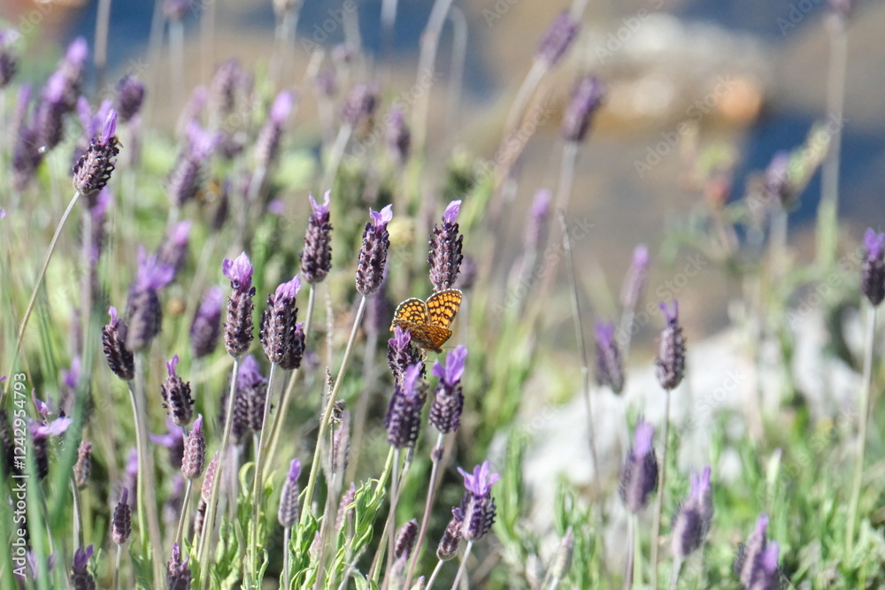 Fototapeta premium Papillon orange sur les fleurs violetttes