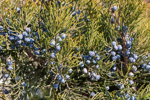 Juniperus excelsa, commonly...