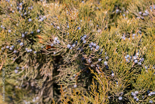 Juniperus excelsa, commonly...