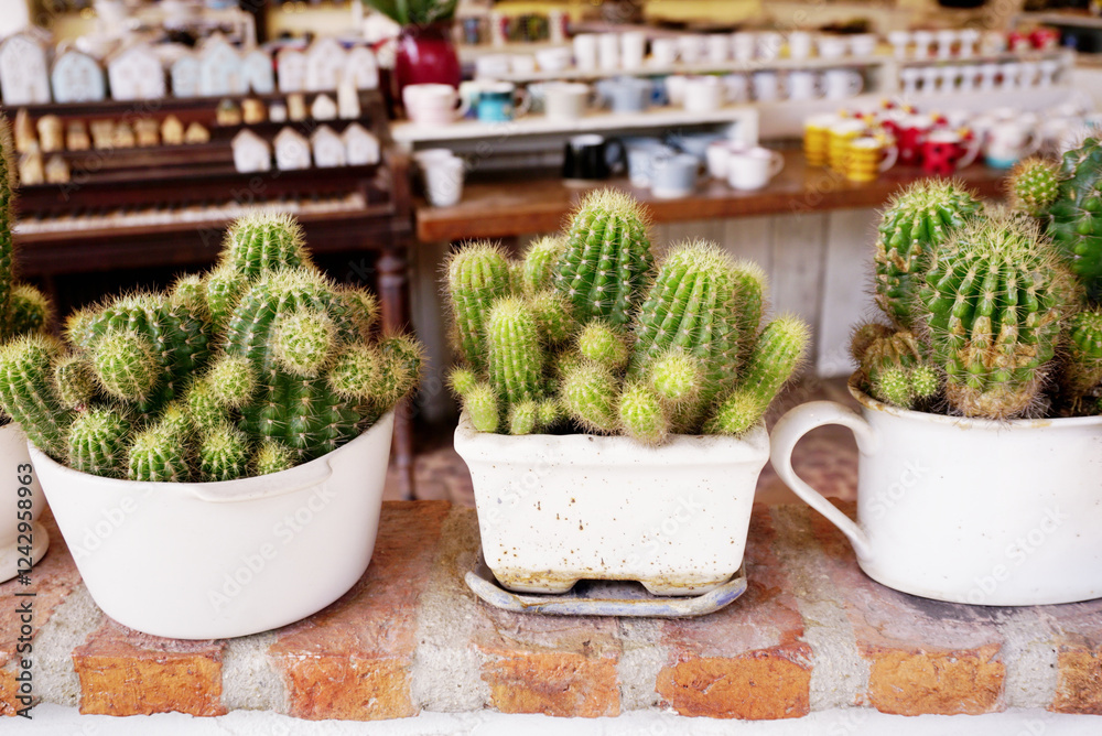 Cactus in pot on brick wall