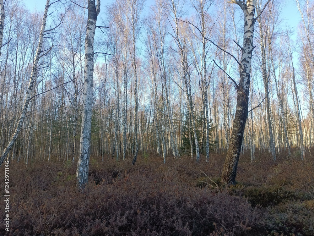 Rekyva forest during sunny autumn day. Pine and birch tree woodland. Blueberry bushes are growing in woods. Sunny day with white and gray clouds in sky. Fall season. Nature. Rekyvos miskas. Rekyva forest during sunny autumn day. Pine and birch tree woodland. Blueberry bushes are growing in woods. Sunny day with white and gray clouds in sky. Fall season. Nature. Rekyvos miskas.