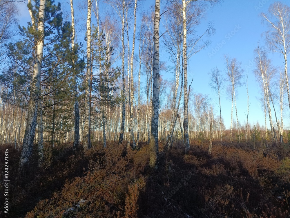 Rekyva forest during sunny autumn day. Pine and birch tree woodland. Blueberry bushes are growing in woods. Sunny day with white and gray clouds in sky. Fall season. Nature. Rekyvos miskas. Rekyva forest during sunny autumn day. Pine and birch tree woodland. Blueberry bushes are growing in woods. Sunny day with white and gray clouds in sky. Fall season. Nature. Rekyvos miskas.