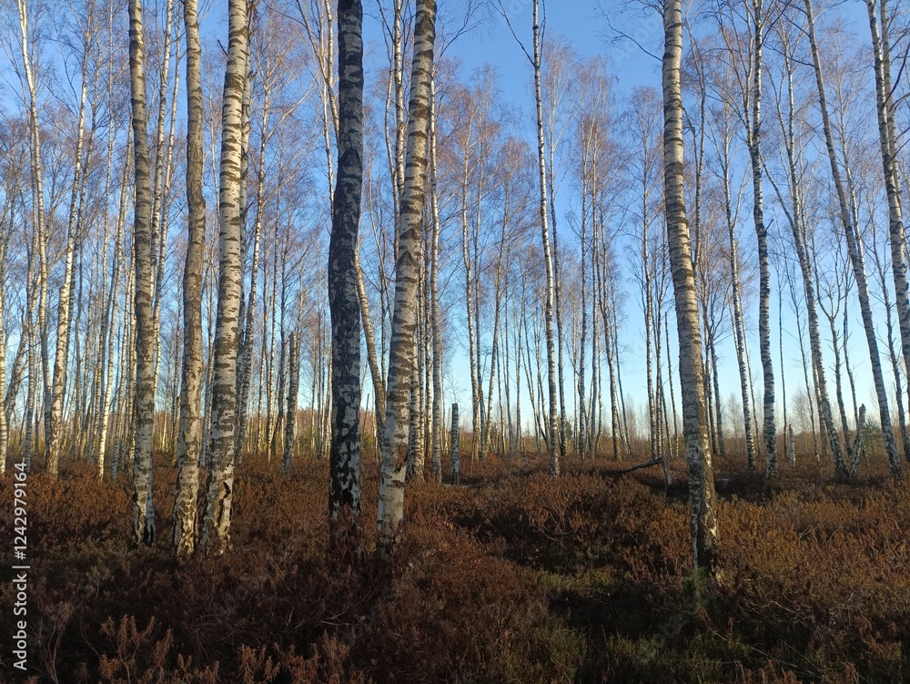 Rekyva forest during sunny autumn day. Pine and birch tree woodland. Blueberry bushes are growing in woods. Sunny day with white and gray clouds in sky. Fall season. Nature. Rekyvos miskas. Rekyva forest during sunny autumn day. Pine and birch tree woodland. Blueberry bushes are growing in woods. Sunny day with white and gray clouds in sky. Fall season. Nature. Rekyvos miskas.