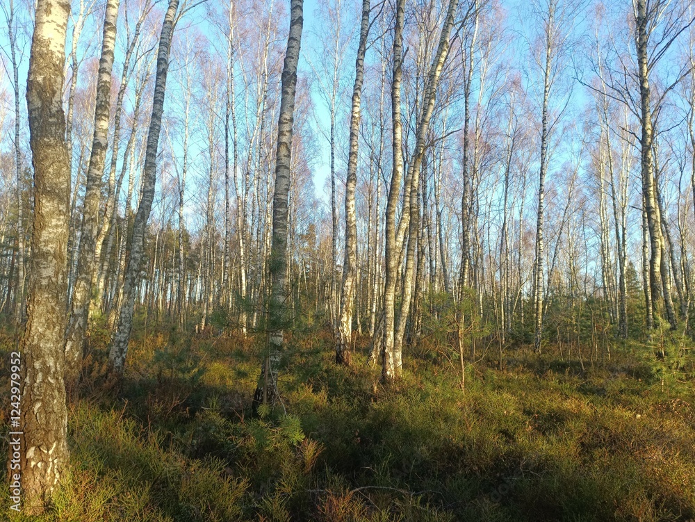 Rekyva forest during sunny autumn day. Pine and birch tree woodland. Blueberry bushes are growing in woods. Sunny day with white and gray clouds in sky. Fall season. Nature. Rekyvos miskas. Rekyva forest during sunny autumn day. Pine and birch tree woodland. Blueberry bushes are growing in woods. Sunny day with white and gray clouds in sky. Fall season. Nature. Rekyvos miskas.