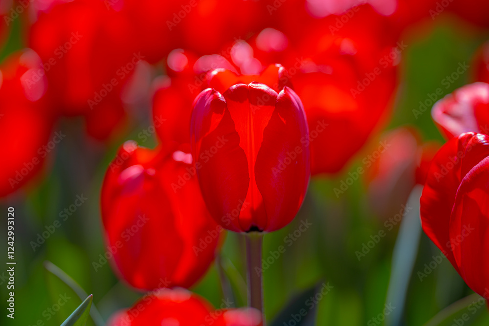 Fototapeta premium Bunch of red tulips. Close up spring flowers. Amazing red pink tulips blooming in garden. Tulip flower plants landscape. Spring blossom background. Spring blossom red and green background.