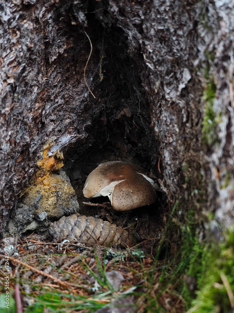 Mushroom nestled in tree trunk hollow, surrounded by pine needles and forest undergrowth in chamonix alpine woodland Mushroom nestled in tree trunk hollow, surrounded by pine needles and forest undergrowth in chamonix alpine woodland
