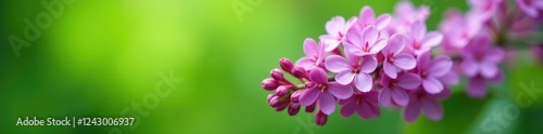 Soft focus lilac blooms against a green background, botanical, lilac, spring blossoms