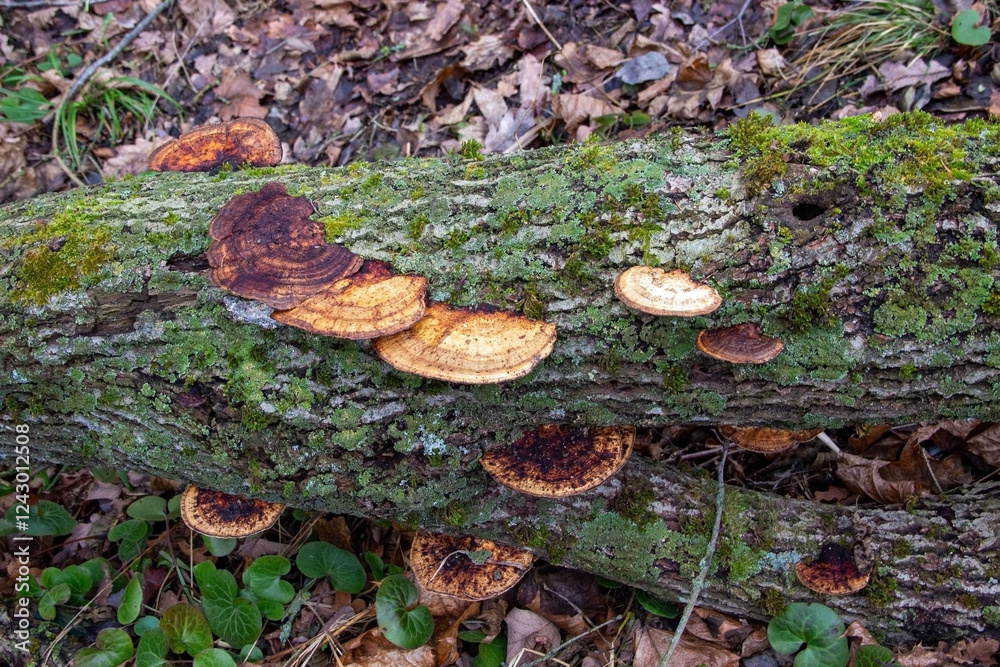 Fototapeta premium Tinder fungi grow on an old fallen tree. The bark is covered with moss and lichen, creating a natural pattern. Fallen leaves lie around.