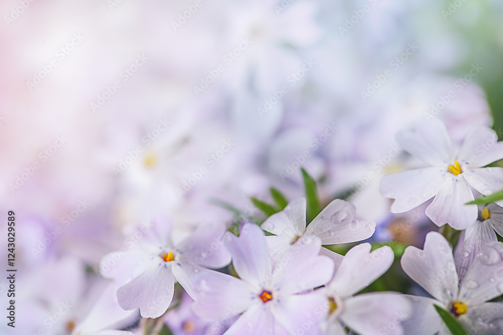 delicate background with small phlox flowers in water droplets. Copy space delicate background with small phlox flowers in water droplets. Copy space