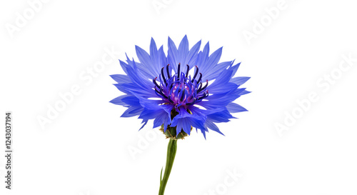Stunning Blue Cornflower Flower
