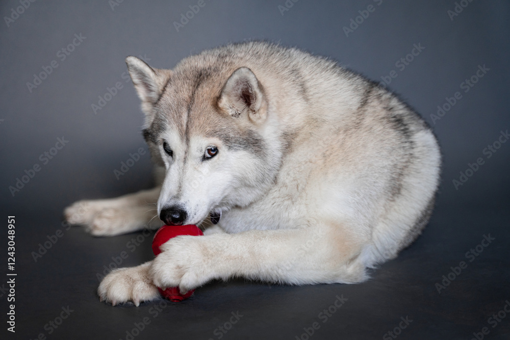 A beige husky dog with multi-colored eyes that looks like a wolf with two paws holds and licks a red dog rubber Kong toy on a gray background