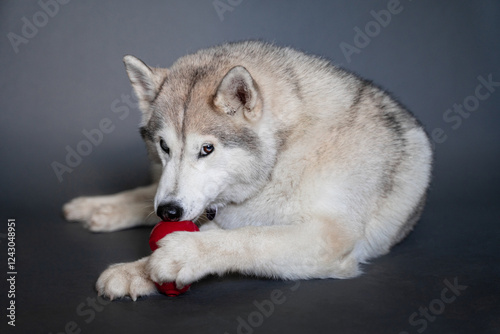 Obraz na płótnie A beige husky dog with multi-colored eyes that looks like a wolf with two paws holds and licks a red dog rubber Kong toy on a gray background w salonie