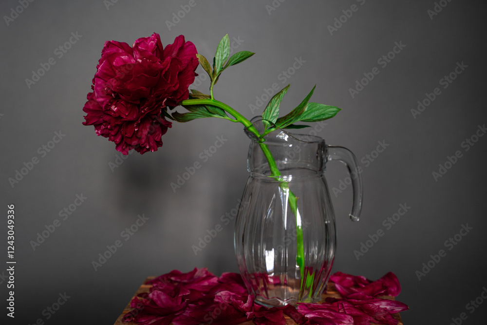 A lush burgundy peony close-up with a green stem in a vase on a gray background