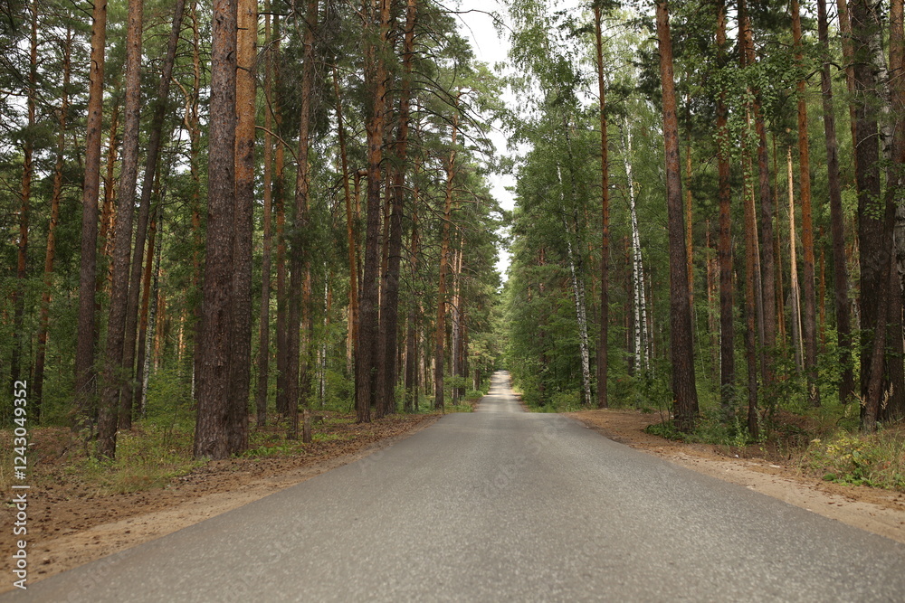 Fototapeta premium road in the forest