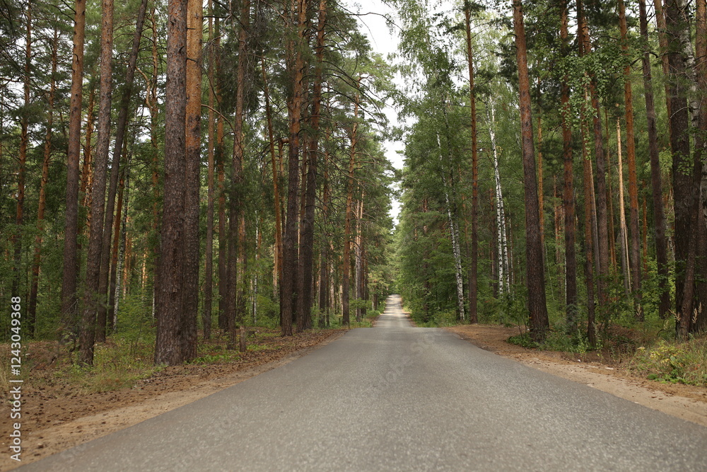Fototapeta premium road in the forest