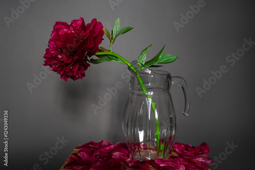 Obraz na płótnie A lush burgundy peony close-up with a green stem in a vase on a gray background w salonie