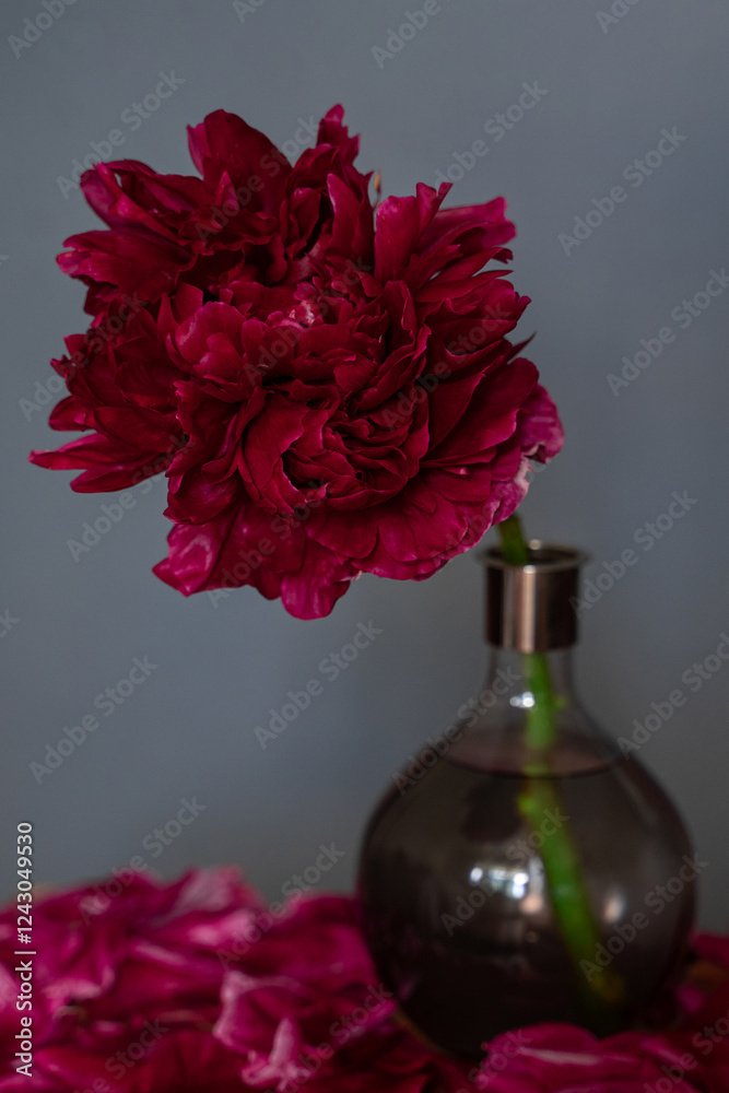 A lush burgundy peony close-up with a green stem in a vase on a gray background