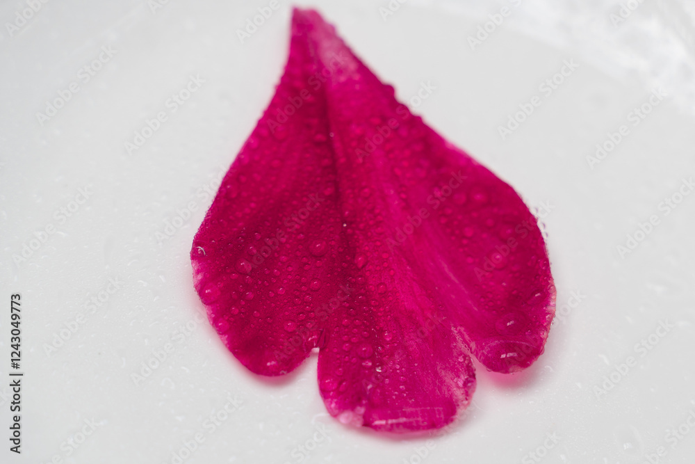 A peony or wine-colored rose petal under water drops on a white background, the drops on the petal