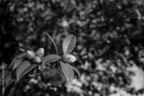 Photo d'une branche de camelia prise en macro en noir et blan sur fond botek