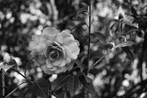 Photo close-up d'une fleur de camelia prise en noir et blanc sur un fond botek