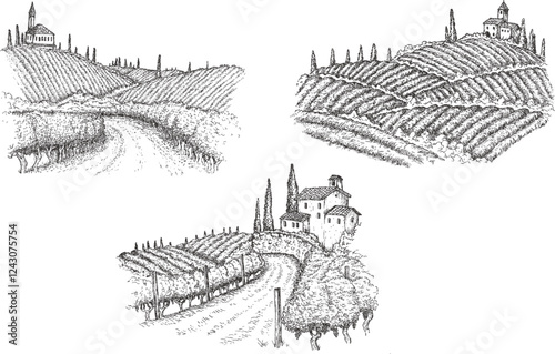 Vineyard landscape field in vintage engraved style. Hand drawn vector illustration.