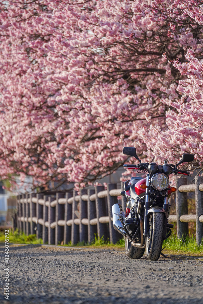 春めき桜とバイクツーリング