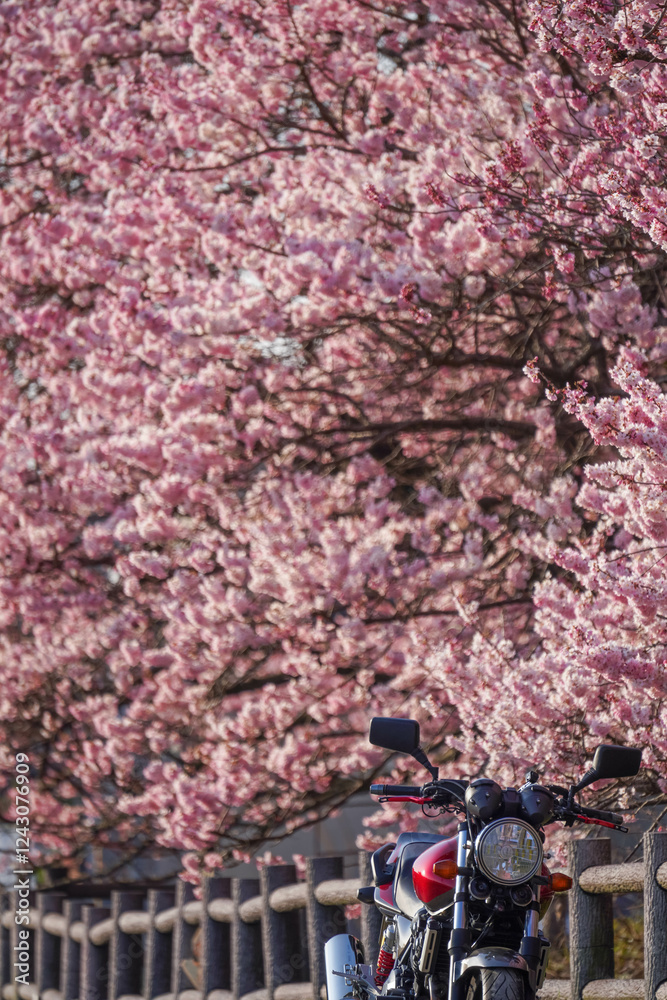 春めき桜とバイクツーリング