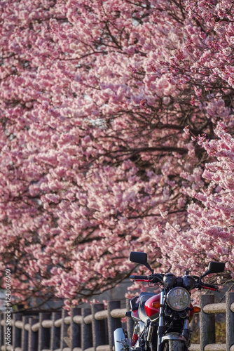 Obraz na płótnie 春めき桜とバイクツーリング w salonie