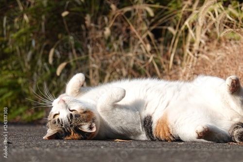 転がり上を向く三毛猫 photo