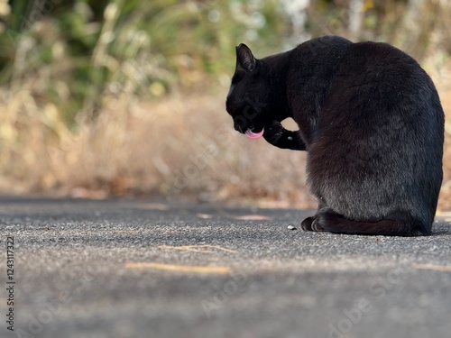 black cat on the ground photo