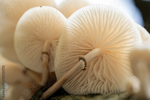 Some very nice mushrooms - Oudemansiella mucida