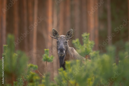 Obraz na płótnie Mammals male bull Moose ( Alces alces ) North part of Poland, Europe dark foggy morning in winter young pine forest w salonie