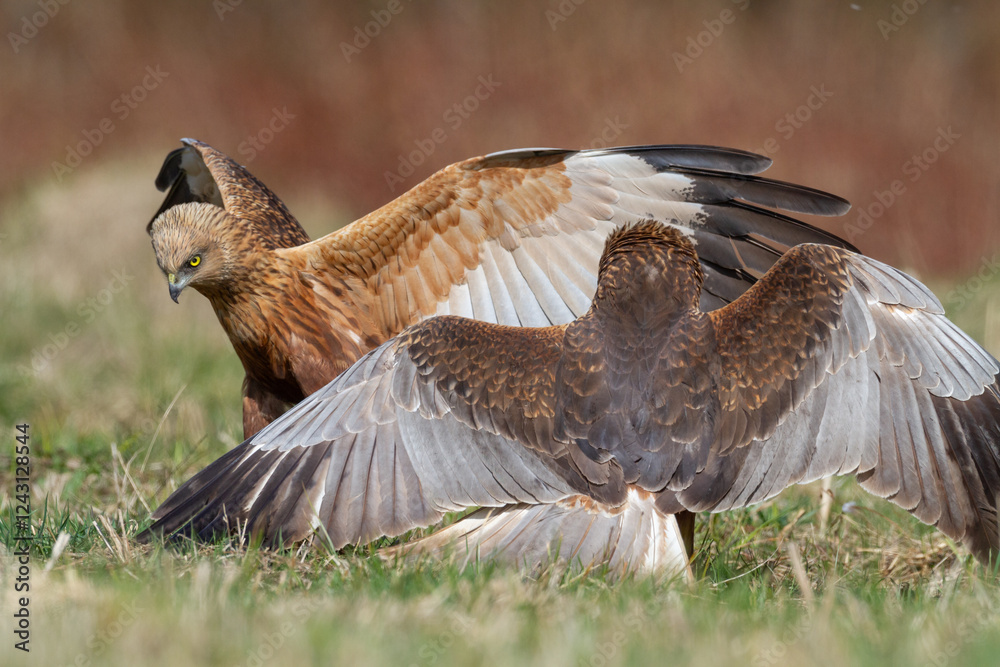 Birds of prey male Marsh harrier Circus aeruginosus, hunting time Poland Europe spring time April two fighting birds