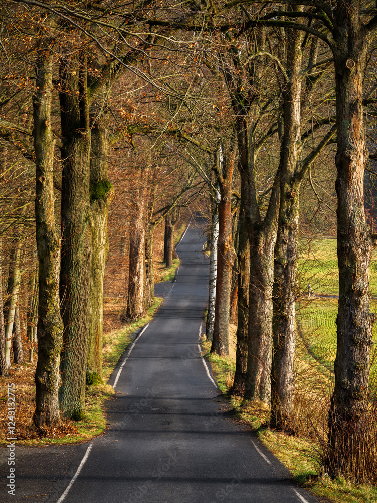 Alley in the morning sun - Allee in der Morgensonne Alley in the morning sun - Allee in der Morgensonne