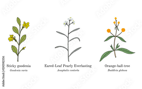 Collection of edible and medicinal plants. Hand drawn botanical vector illustration