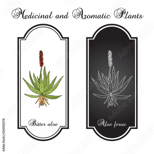 Bitter aloe (Aloe ferox), edible and medicinal plant. Hand drawn botanical vector illustration