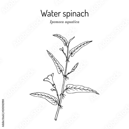 Water spinach (Ipomoea aquatica), edible and medicinal plant. Hand drawn botanical vector illustration
