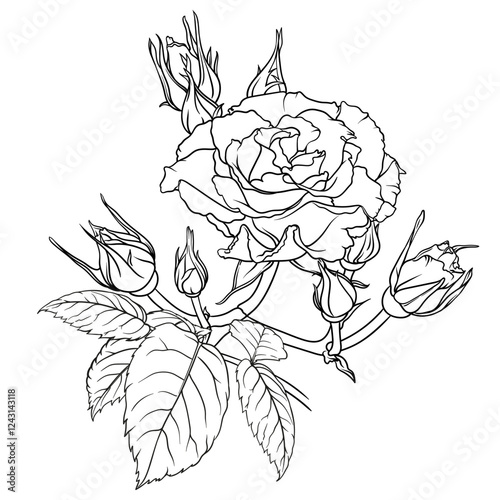 Detailed outline of lush rose flower with many buds and leaves, illustration in sketch style, flower image for coloring