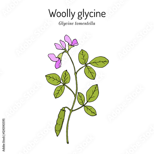 Woolly glycine (Glycine tomentella), medicinal plant. Hand drawn botanical vector illustration
