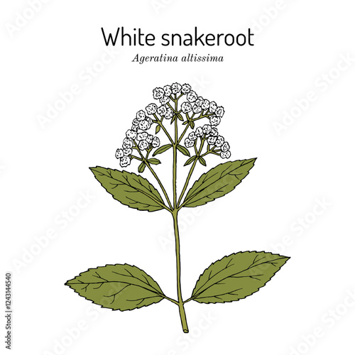 White Snakeroot, or Richweed (ageratina altissima), medicinal plant. Hand drawn botanical vector illustration