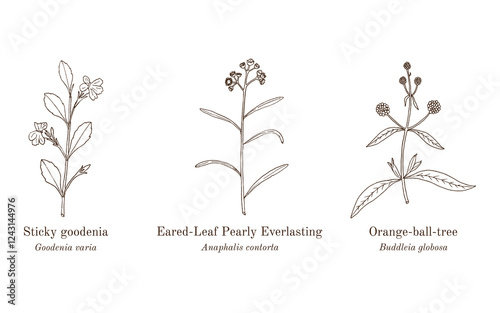Collection of edible and medicinal plants. Hand drawn botanical vector illustration