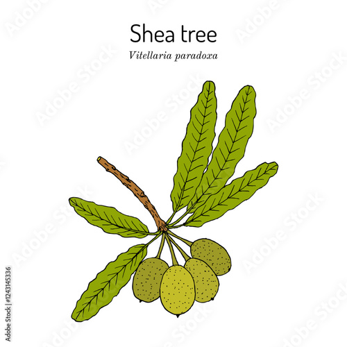 Shea tree, or vitellaria paradoxa, edible and medicinal plant. Hand drawn botanical vector illustration photo