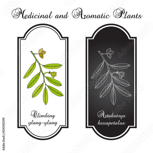 Climbing ylang-ylang (Artabotrys hexapetalus), medicinal plant. Hand drawn botanical vector illustration photo