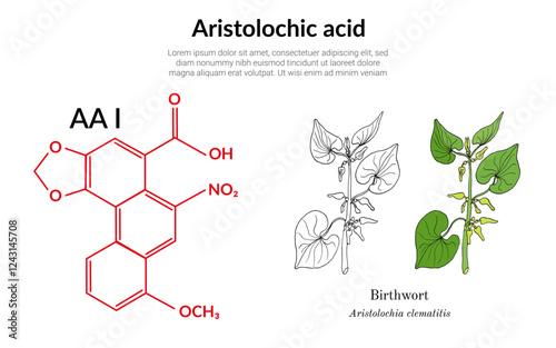 Aristolochic acid, found in the flowering plant birthwort or Aristolochia clematitis, molecular structure formula, suitable for education or chemistry science content. Vector illustration