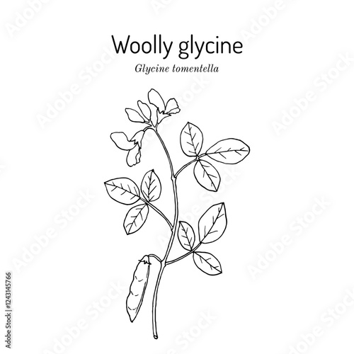 Woolly, or Hairy Glycine (glycine tomentella), medicinal plant. Hand drawn botanical vector illustration