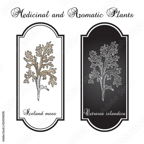 Iceland moss (Cetraria islandica), edible and medicinal plant. Hand drawn botanical vector illustration