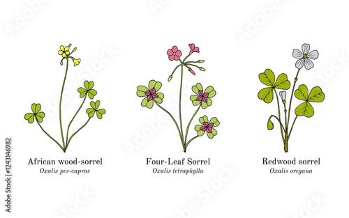 Collection of edible and medicinal plants. Hand drawn botanical vector illustration