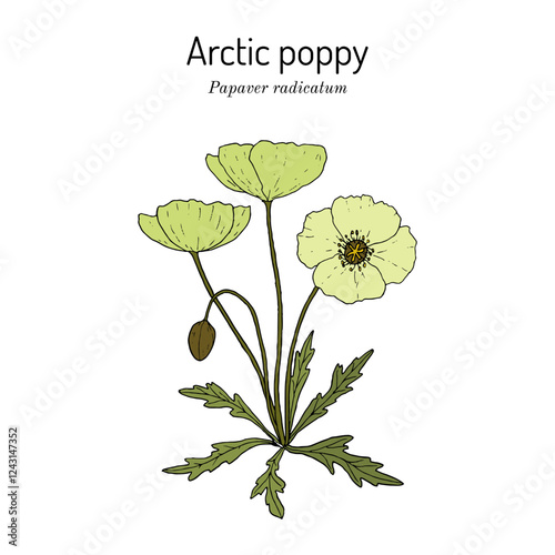 Arctic poppy (Papaver radicatum), medicinal plant. Hand drawn botanical vector illustration